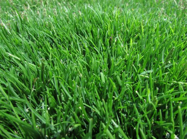 Zoysia